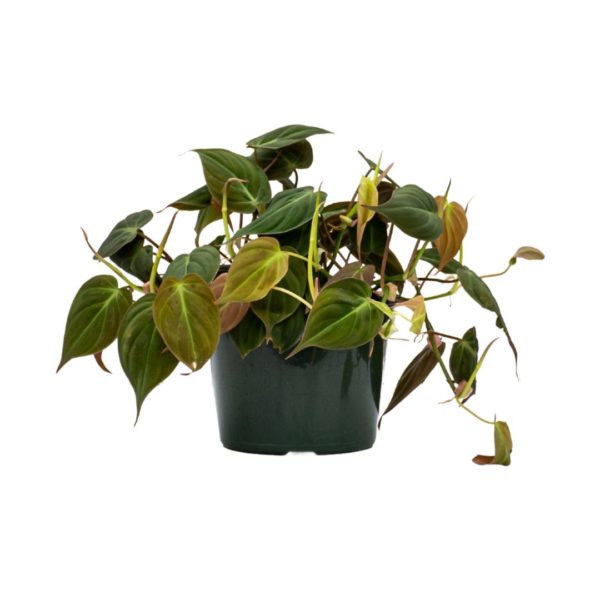 Philodendron Micans Vermeers Wholesale