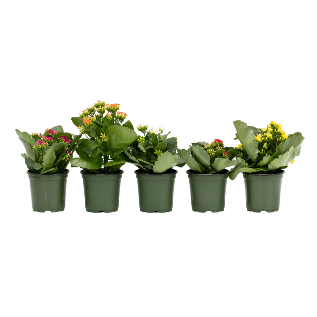 4 Kalanchoe Vermeers Wholesale